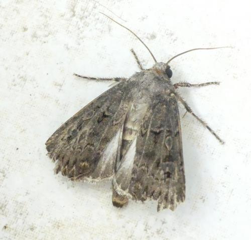 Réf. 189 796 : Agrotis bigramma